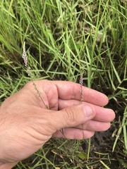 Polygala appendiculata