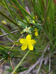 Hibbertia salicifolia