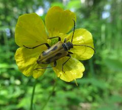 Brachyta interrogationis