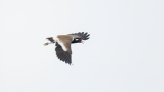 Vanellus indicus atronuchalis