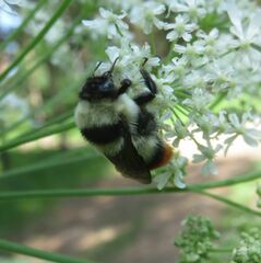 Bombus sichelii