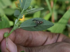 Thyene imperialis