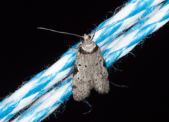 Philobota transversella