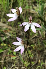 Caladenia fuscata