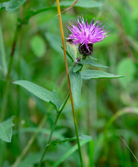 Centaurea nigra