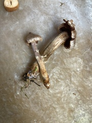 Cortinarius flexipes