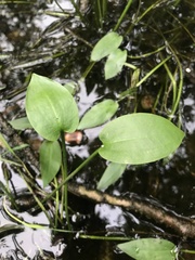 Alisma plantago-aquatica