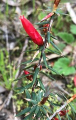 Stenanthera conostephioides