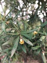 Pittosporum bicolor