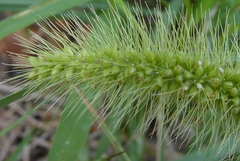 Setaria viridis