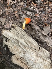 Pluteus aurantiorugosus