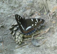 Limenitis populi