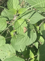 Pyrginae