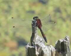 Leucorrhinia rubicunda