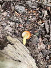 Pluteus aurantiorugosus