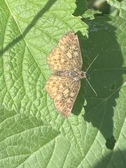Pyrginae