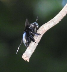Xylocopa perforator