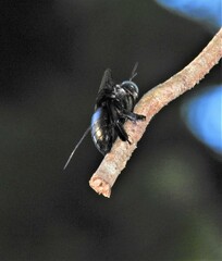 Xylocopa perforator