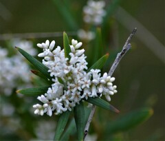Leucopogon australis