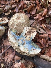 Pluteus aurantiorugosus