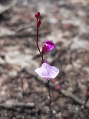 Utricularia lateriflora
