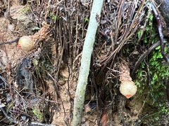 Calostoma ravenelii