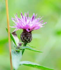 Centaurea nigra