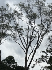 Schizolobium parahyba