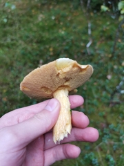 Suillus variegatus