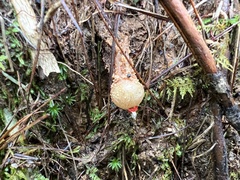 Calostoma ravenelii