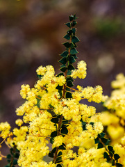 Acacia pravissima