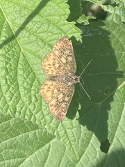 Pyrginae