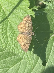 Pyrginae