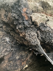 Inonotus nidus-pici