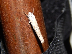 Yponomeuta fumigatus