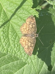 Pyrginae