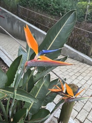 Strelitzia