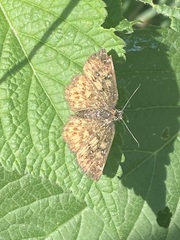 Pyrginae