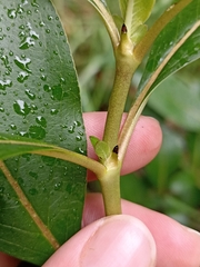 Coprosma robusta