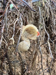 Calostoma ravenelii