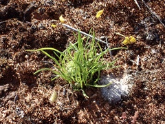 Isoetopsis graminifolia