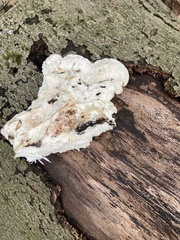 Calcipostia guttulata