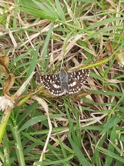 Spialia galba