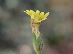 Goodenia pusilliflora