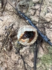 Calostoma ravenelii