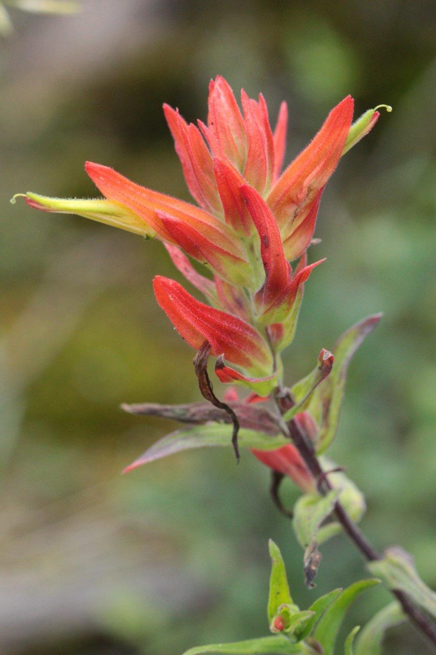 Castilleja tenuiflora