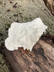 Calcipostia guttulata