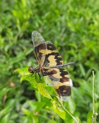 Rhyothemis variegata