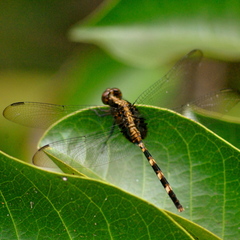 Erythemis plebeja