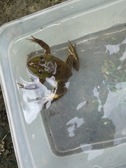 Hoplobatrachus chinensis